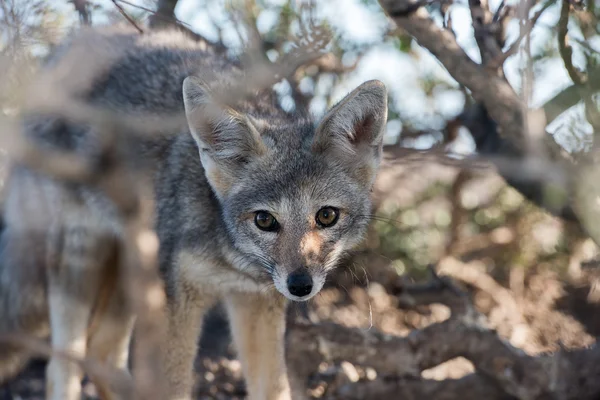 Renard gris relaxant sur la plage — Photo