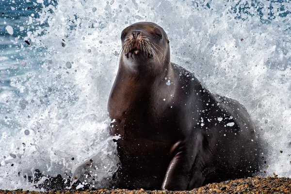 León marino hembra en la playa —  Fotos de Stock