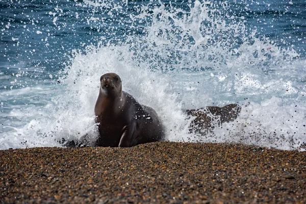 León marino hembra en la playa —  Fotos de Stock