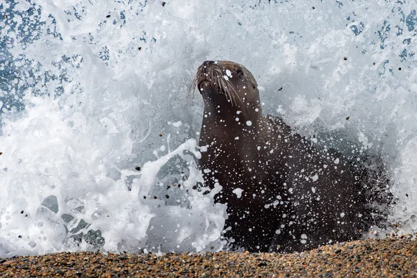 Sahilde kadın deniz aslanı — Stok fotoğraf