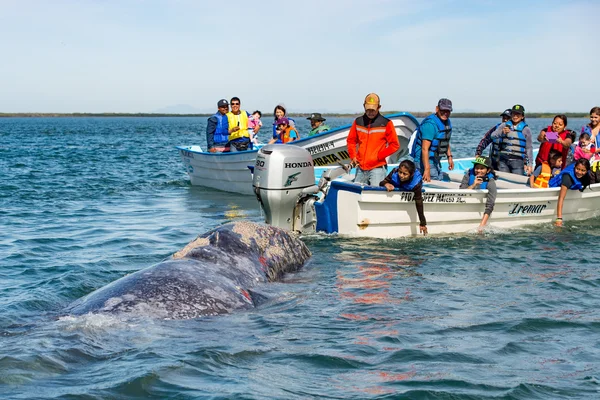 ALFREDO LOPEZ MATEOS - MÉXICO - FEBRERO, 5 2015 - Ballena gris acercándose a un barco — Foto de Stock