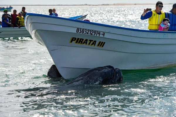 Alfredo Lopez Mateos - Meksyk - 5 lutego 2015 r. - szary wieloryb zbliżająca łódka — Zdjęcie stockowe