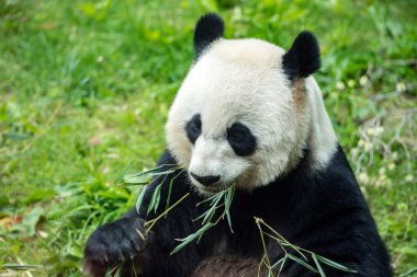 Bambu yerken dev panda