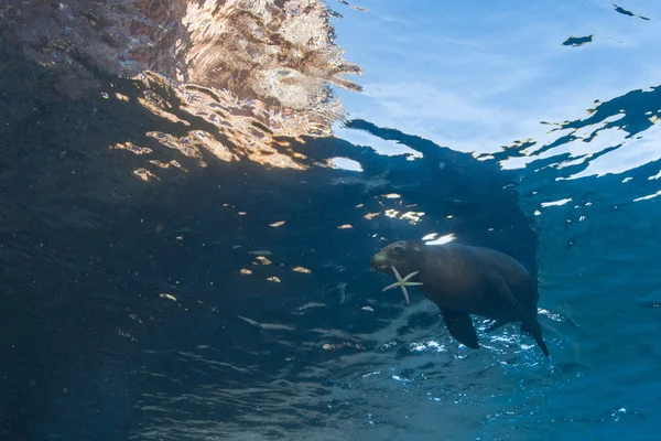 Seelöwenrobbe unter Wasser hält Seestern — Stockfoto