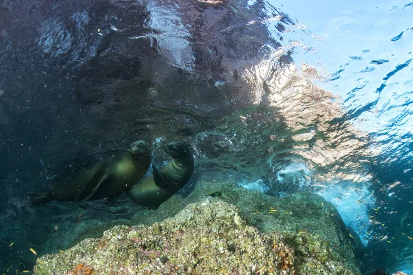 Leão-marinho sela debaixo d 'água enquanto mergulha em galápagos — Fotografia de Stock