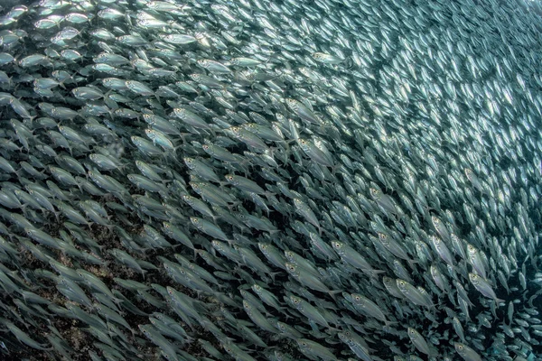 Sardinha escola de peixes subaquáticos — Fotografia de Stock