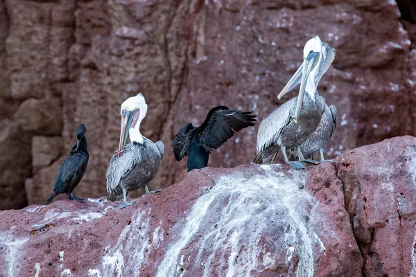 Pelicano retrato relaxante sobre as rochas — Fotografia de Stock