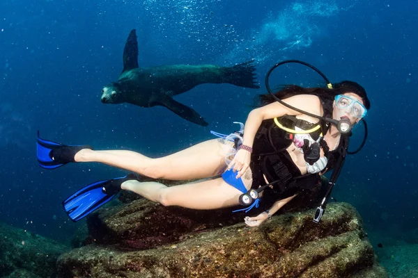 바다 사자와 함께 재생 하는 아름 다운 소녀 — 스톡 사진