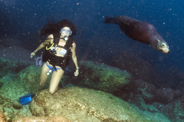 Beautiful girl playing with sea lion — Stock Photo, Image