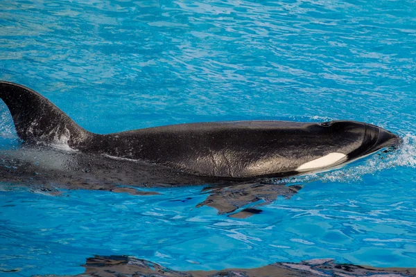 Orca killer whale portrait while swimming — Stock Photo, Image