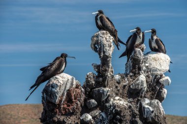Frigate birds on a  rock clipart