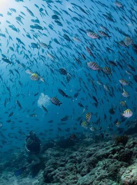 Beaytiful Latina duiker binnen een school van vissen — Stockfoto