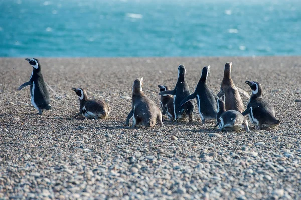 Patagonya penguen yakın portre kadar — Stok fotoğraf