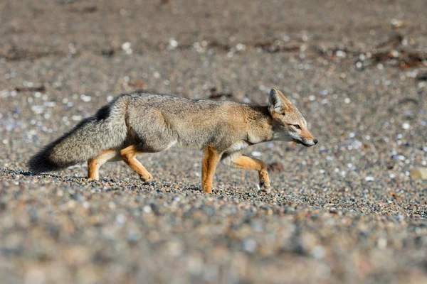 Grå fox på stranden medan jakt — Stockfoto