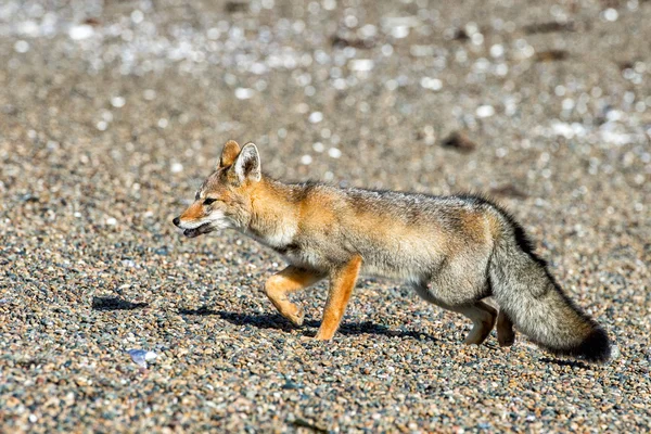 Szary fox na plaży — Zdjęcie stockowe