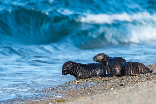 Novorozence Baby Lev moře na pláži — Stock fotografie