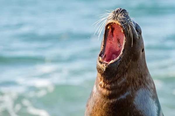Kükreme, deniz aslanı mühür — Stok fotoğraf