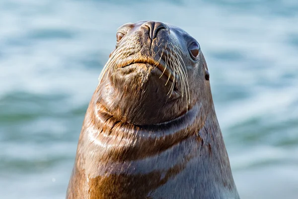 Kvinnliga sjölejon på stranden — Stockfoto