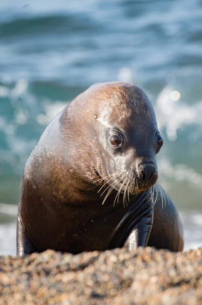 Seelöwenweibchen am Strand — Stockfoto