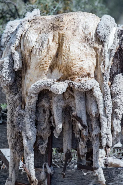 Ovčí kůže, visící na suché — Stock fotografie
