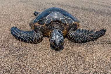 Soepschildpad op zanderige strand in Hawaï
