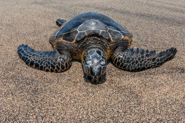 Green Turtle on sandy beach in Hawaii clipart