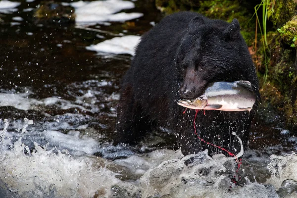 Черный медведь ест лосося на Аляске — стоковое фото