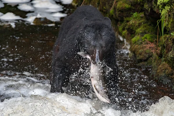 Zwarte beer eet een zalm in Alaska — Stockfoto