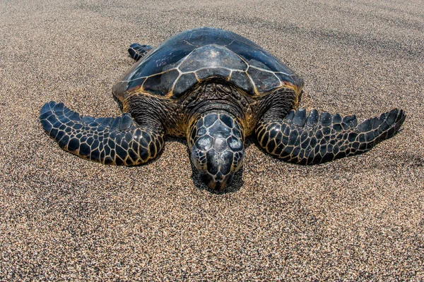 Grön havssköldpadda på sandstrand i hawaii — Stockfoto