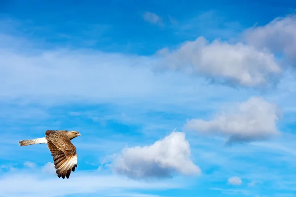Pilgrimsfalk flyger på th sky — Stockfoto