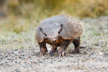 patagonia armadillo close up portrait clipart