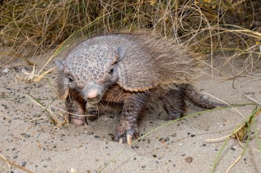 patagonia armadillo close up portrait clipart