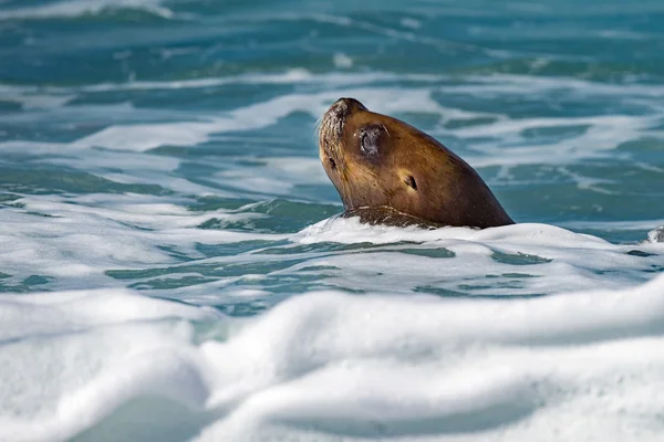 Sea lion on foam and sea wave — Stock Photo, Image