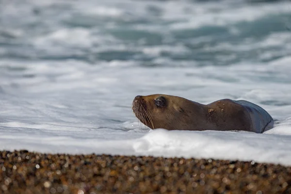 Sea lion on foam and sea wave — Stock Photo, Image