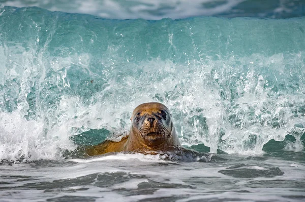 León marino sobre espuma y olas marinas — Foto de Stock