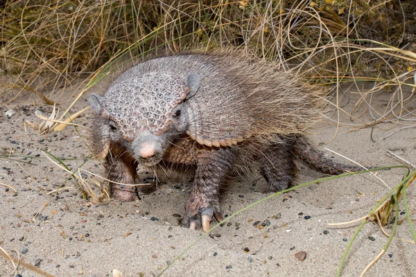 Patagonia armadillo close up retrato — Fotografia de Stock