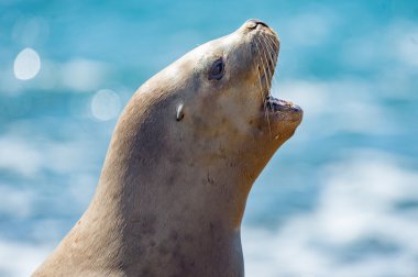 esneme kadın deniz aslanı mühür