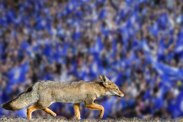 Real zorro leicester ciudad fútbol club fondo de pantalla — Foto de Stock