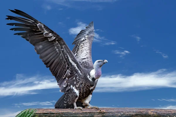Isolated vulture, buzzard looking at you — Stock Photo, Image