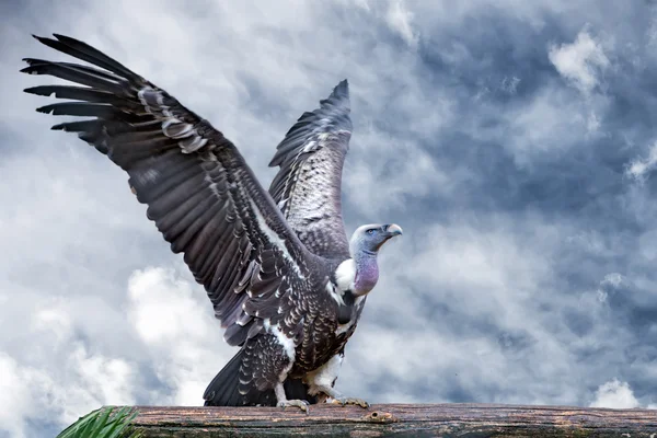 Isolierter Geier, Bussard, der dich ansieht — Stockfoto