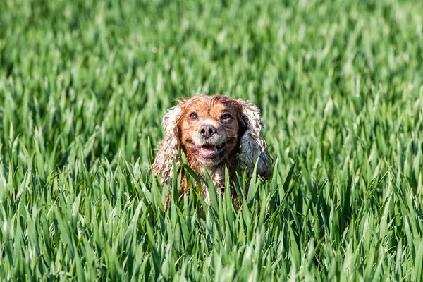 Счастливый щенок бежит к вам — стоковое фото