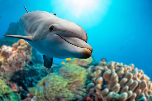 Dolfijn onderwater op rif achtergrond — Stockfoto