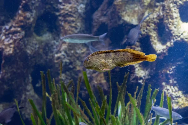Mediterranean colorido blenny peixe subaquático — Fotografia de Stock