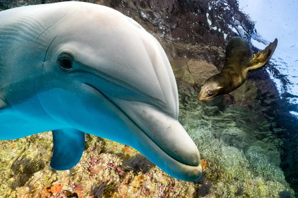 Delfines y leones marinos bajo el agua —  Fotos de Stock