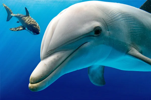 Tubarão branco e golfinho subaquático — Fotografia de Stock