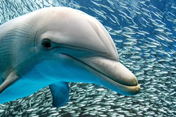 Dolphin leende öga närbild porträtt — Stockfoto