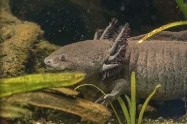 Amfibi Meksika semender portre sualtı
