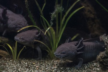 Amfibi Meksika semender portre sualtı