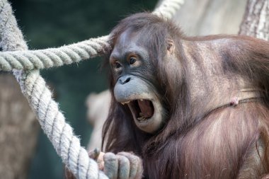 orangutan maymun yakın portre kadar 