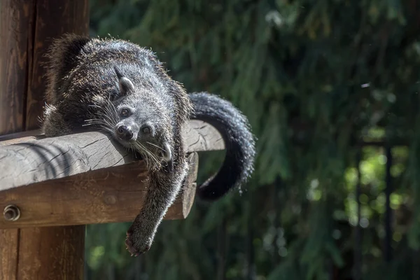 Binturong azjatycki niedźwiedź z bliska portret — Zdjęcie stockowe